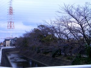 3/25の大阪の桜