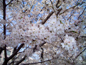 ソメイヨシノの花弁