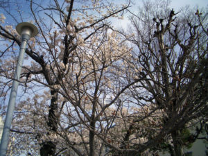 ソメイヨシノと八重桜
