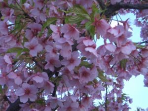 満開の早咲きの桜